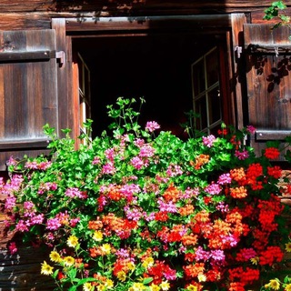 Красивый Сад 🌺| Уютный Дом