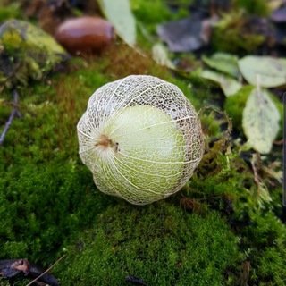 Художественная гимнастика 🌸Садырова Ирина Юрьевна🌸🌱 irina-sadyrova.ru 🌱🌸