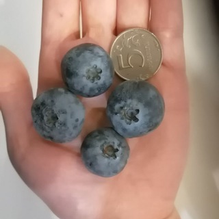 Саженцы ягодных культур в Курске 🌱🍓🍑🍇