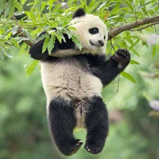 САМЫЕ ЛУЧШИЕ ПРИКОЛЫ