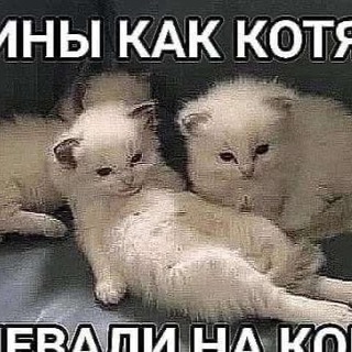 Сарай от гениев