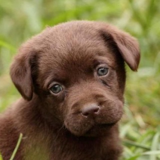 Всё для пиомцев 