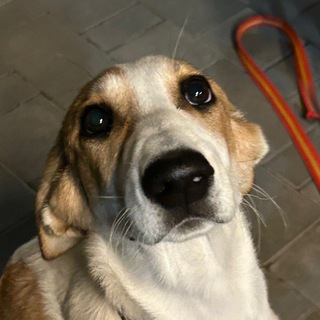 личный дневник сендома