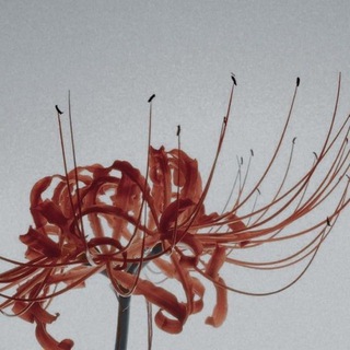 𝚌𝚊𝚛𝚖𝚎𝚗 𝚍𝚎𝚒 [ 不归 ]