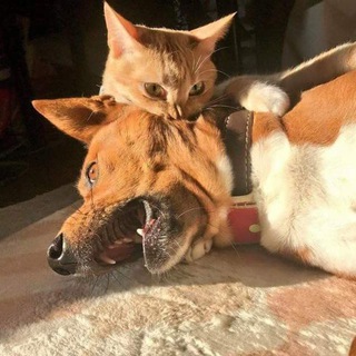 Мильон сарказмов