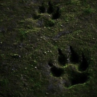 Лесные истории Юсы