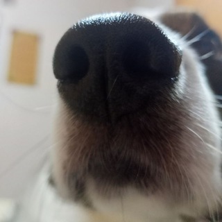 варька и зверинец.