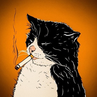 шерстяные проказники | котики