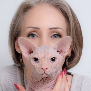 Питомник SHOCOCATS Канадский сфинкс, Эльф, Бамбино, Двэльф