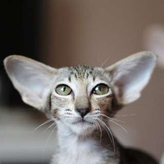 Ориентальные кошки: Shurima: Коты и Цветы.