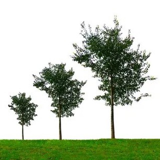 Делюсь прибылью