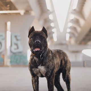 🃏𝕴𝖒𝖇𝖆 𝖉𝖔𝖌𝖘🃏