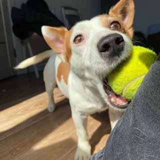 Смешные собаки 🐶🐩🦮