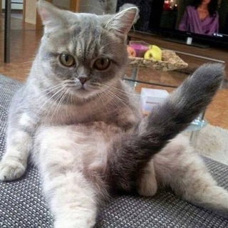 Смех и Точка