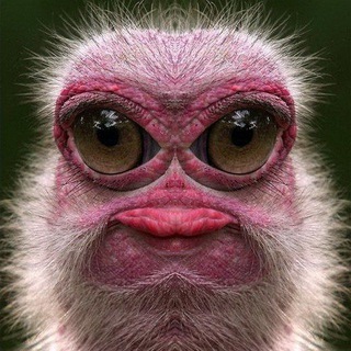 СМЕХарь - Смешные Видео!