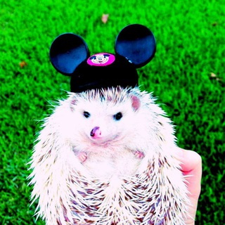 СмеХУЁжик | Пошлый Юмор😜