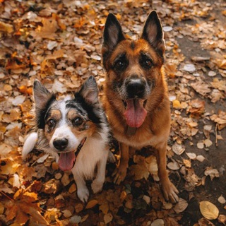 Игровая зависимость