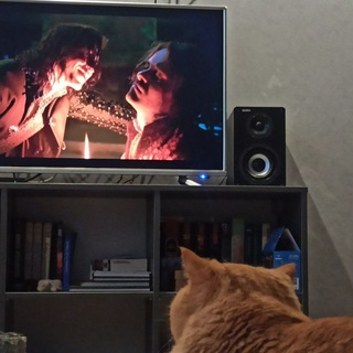 Смотрю кино с котом