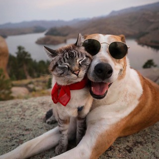 Собака по имени Мяу❤️