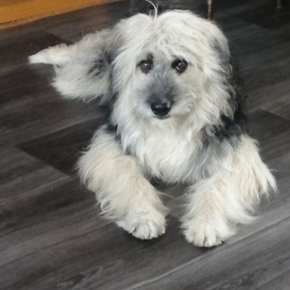 Верность, не проверяется ПОРОДОЙ!