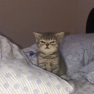 werlli | язычки и темки