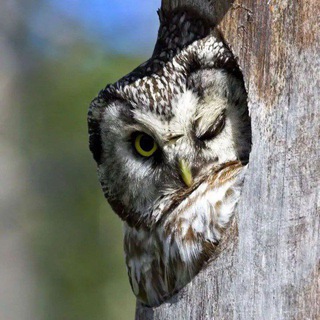 Сочтовая Пова