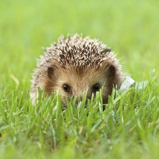 СОНЯ ЁЖ 🐾 🦔 🐾 короткая проза и стихи