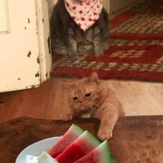 Спиздил мем(не спиздил, а позаимствовал)