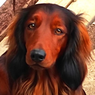 Питомник длинношерстных такс 