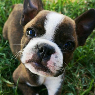 Почитай Стефаныча!