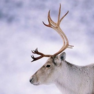 Страна оленья