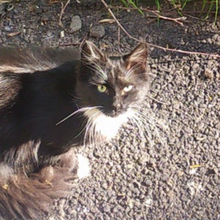 Strannik | Music 🎶