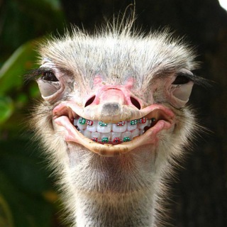 Страусиная ферма