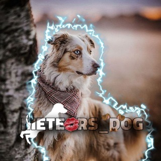 𝒎𝒆𝒕𝒆𝒐𝒓𝒔 𝒅𝒐𝒈𝒔🪐