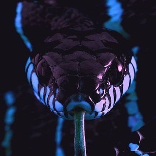 𝚂𝚄𝙿𝙴𝚁𝙲𝙴𝙻𝙻🦋