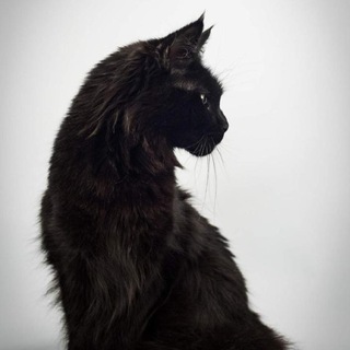 Svargas_Маргарита