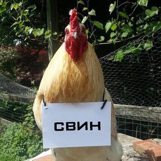 What Svin Likes 🇺🇦