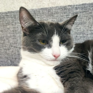 Прихвостни😸