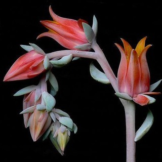 Растения. Зеленая натура🪴