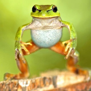 Балотная Москва