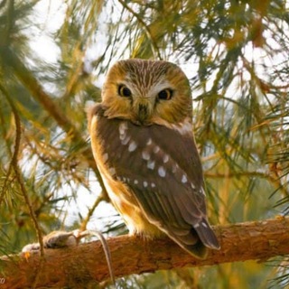 Братья по разуму