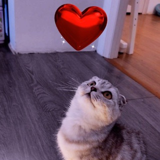 💌💋Кошечка Тэсса❤️💐