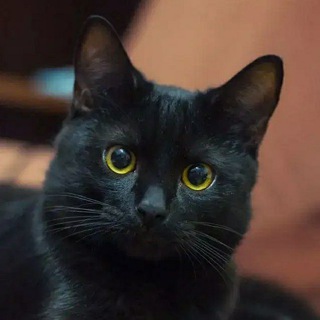 Черная Кошка