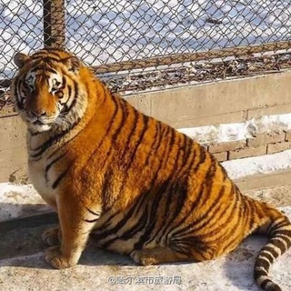 TigerTravel