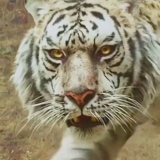 ТИГР И КУРИЦА