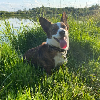 Корги кардиган Тимоша❤️