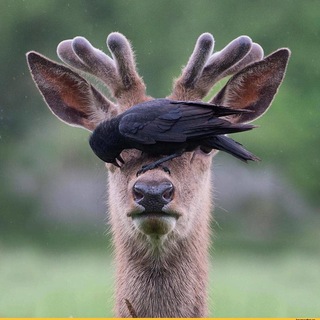 Типичный НАО