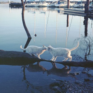 ❗закрыт временно-titanic(teñiş tubinde)