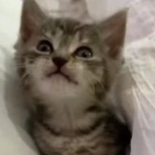 Трейд и инвест с котом