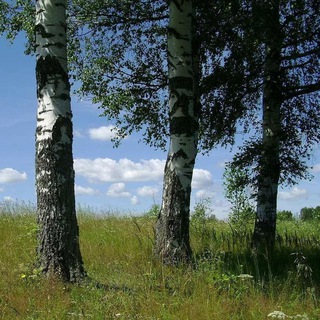 Три берёзки